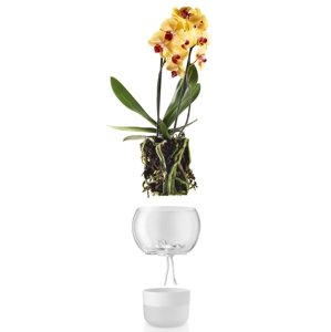 Önöntözős üveg virágcserép orchideához 15 cm, Eva Solo
