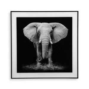Elephant Üvegkép, Versa, 50x50 cm