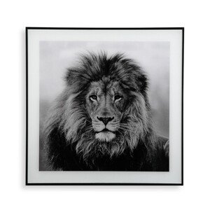 Majestic Lion  Üvegkép, Versa, 50x50 cm